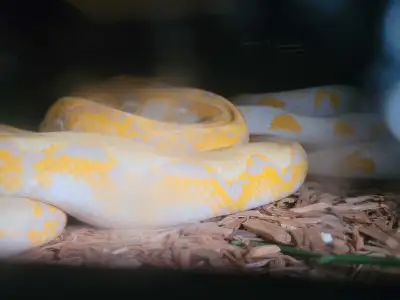 10 foot 6 yr old female 6.5 foot 3yr old male lavender Produced by black dragons 600 each Will have...