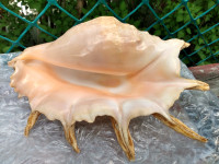 Conch shells - $40 each - 10 x 6 inch