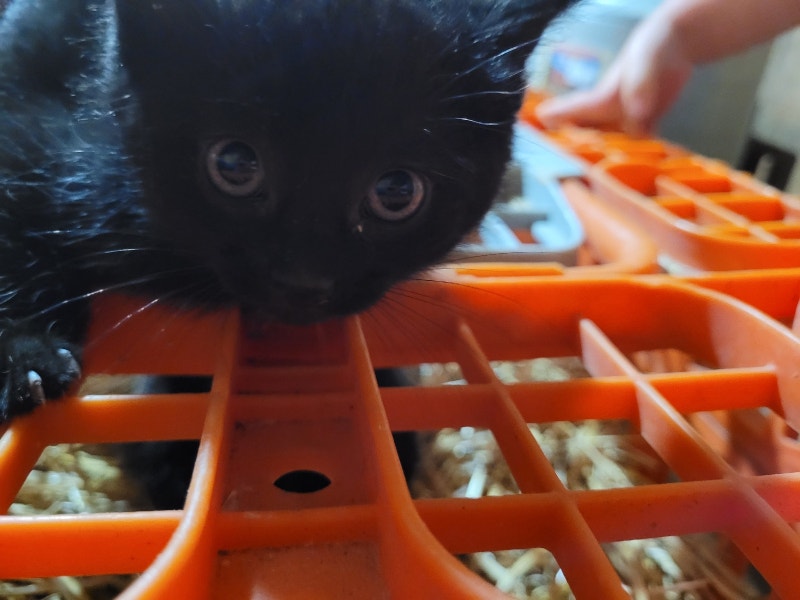 *1 left* 3 adorable female kittens Cats & Kittens for Rehoming