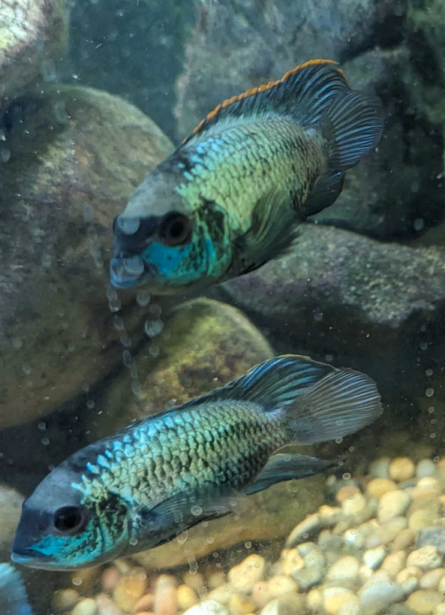 Electric Blue Acara in Fish for Rehoming in Vernon - Image 4