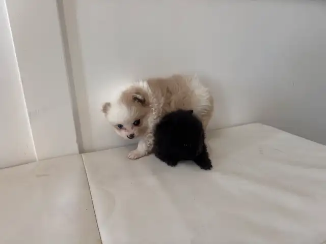 Gorgeous Pomeranian puppies are ready for a new family in Dogs & Puppies for Rehoming in Richmond - Image 3