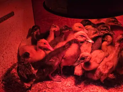 ducklings , View more