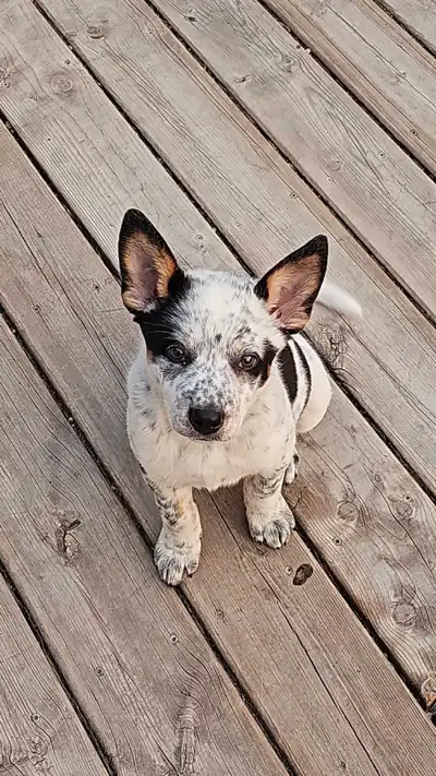 Smart, active, and very friendly puppy. Knows basic commands like sit and comes when called by name....