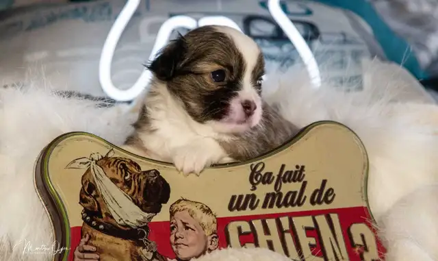 Mignon chihuahua poil long très attachant in Dogs & Puppies for Rehoming in Longueuil / South Shore - Image 2