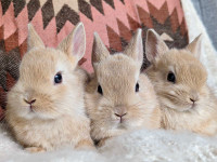Adorable purebred Netherland Dwarf baby rabbits