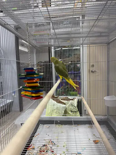 High-end Ringneck - Please google or use chatgpt to understand the mutation. Beautiful Indian Ringne...