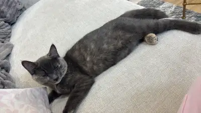 kitten for sale, View more