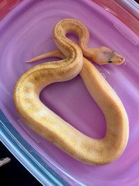 8 month old ball python champagne pastel female with grey eyes