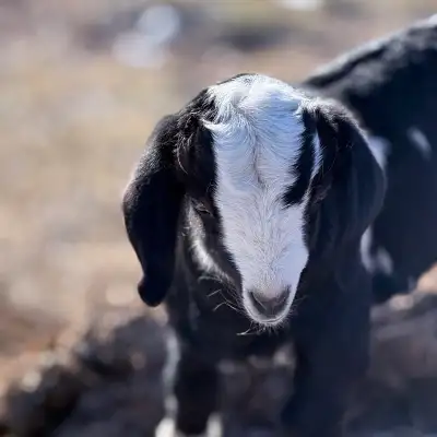 One Boer/ Nubian cross bottle kid. Well astonished on the bottle. Ready to go to new home. Doe