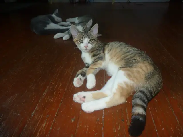 Chaton à vendre in Cats & Kittens for Rehoming in Longueuil / South Shore - Image 4
