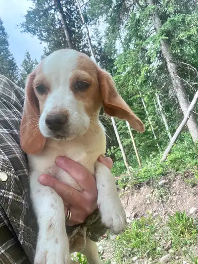 Beagle puppies, Voir plus