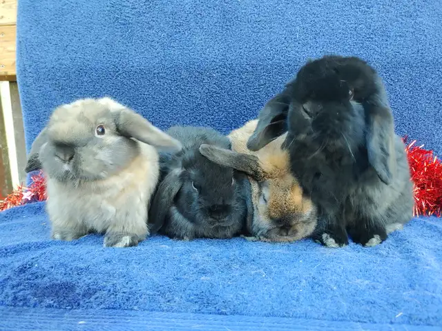 Bébés lapins nains béliers hollandais * baby Holland lop bunnies in Small Animals for Rehoming in City of Montréal - Image 4