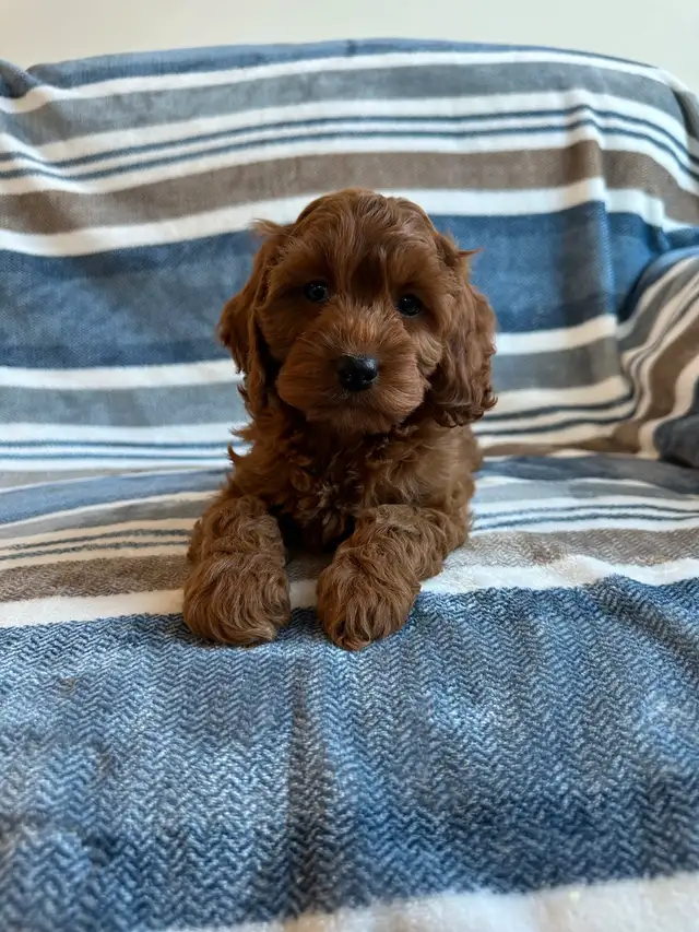 ❤️Home Raised Mini Cockapoo's With A 2 Year Health Guarantee❤️ in Dogs & Puppies for Rehoming in City of Toronto - Image 4