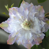 Double layers clematis perennial plant
