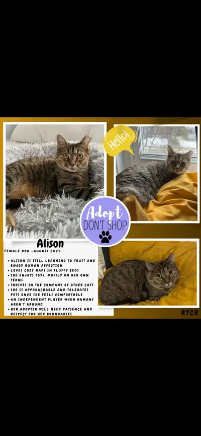 Alison/Female cat for adoption!, View more
