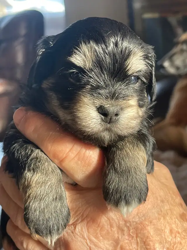 CKC registered Havanese in Dogs & Puppies for Rehoming in Thunder Bay - Image 7