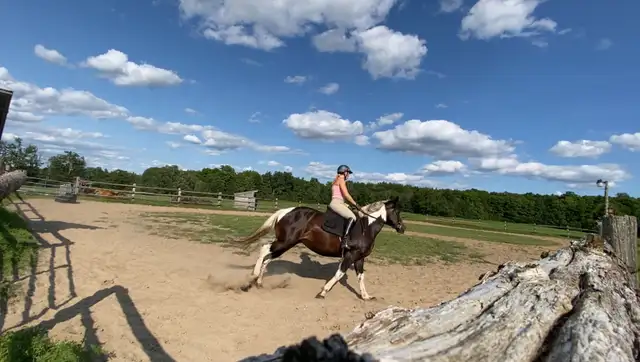 Horse Training/Re-Starts in Animal & Pet Services in Ottawa - Image 6