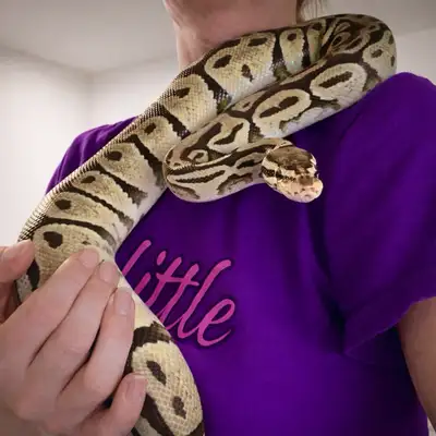 Gorgeous ball python pair sale/trade, View more