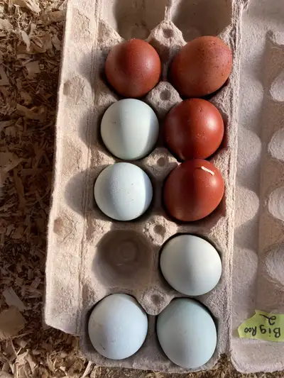 From super dark eggs, a mix of Ontario and Alberta Lines $12 each or $100 for 10 Hatching eggs also...