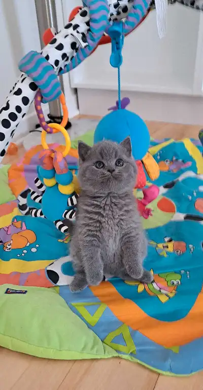 Voici notre adorable chatones British Shorthair ! Ce petit bout de chou est tout doux et charmant. C...