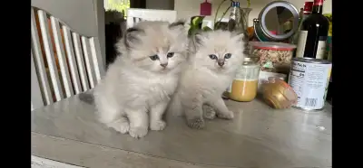 2 baby cat Siberian, View more