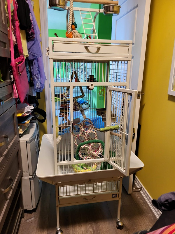 Large Cage with Conure Pineapple Bird Birds for Rehoming Oakville
