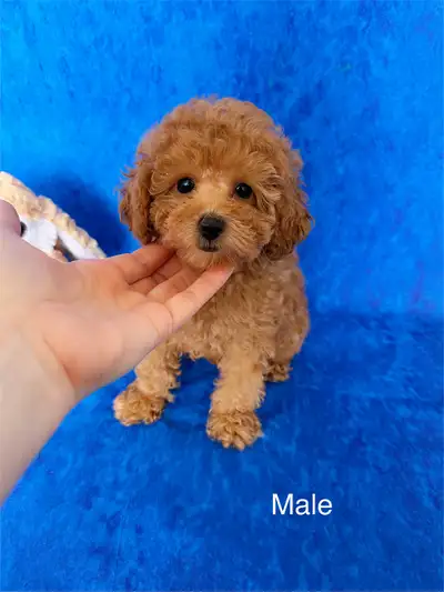 CKC registered Toy poodle, health guarantee, male and female, View more