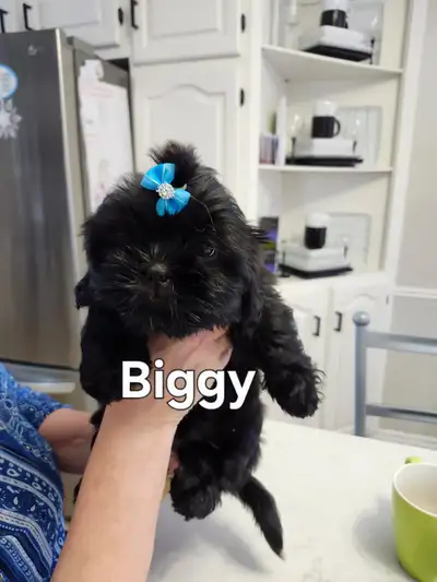 Shih Tzu puppies, View more