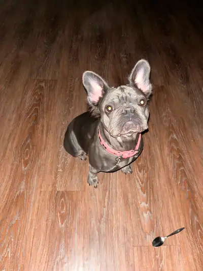 fluffy French bulldog, View more