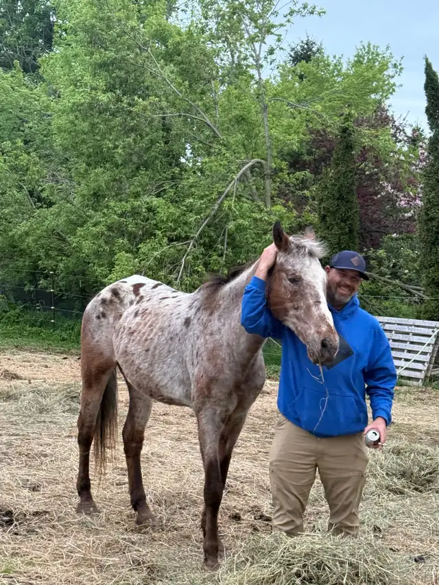 Appaloosa gelding in Horses & Ponies for Rehoming in Kawartha Lakes - Image 5
