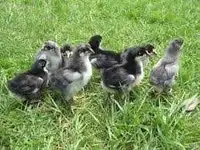 Chick Sale- Multiple breeds