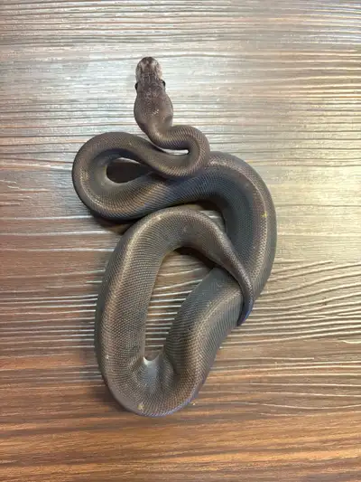 Female 8 Ball pos Yellow Belly (Cinnamon, Black Pastel) from Champagne, Cinnamon, GHI, Yellow Belly...