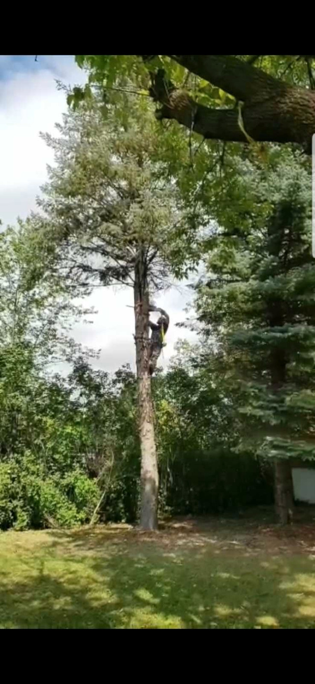 MONSTER TREE SERV.(LowRates) in Lawn, Tree Maintenance & Eavestrough in Winnipeg - Image 2