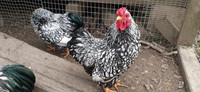 Beautiful Silver Laced Wyandotte Roosters