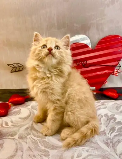 Fluffy Maine Coon Light Orange Boy, View more