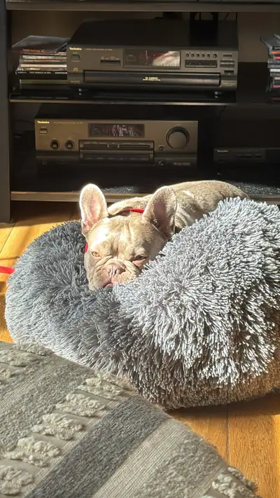 French Bulldog, View more