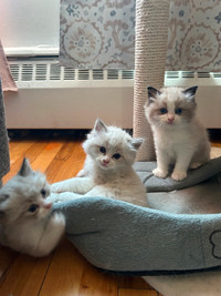 Ragdoll Kittens