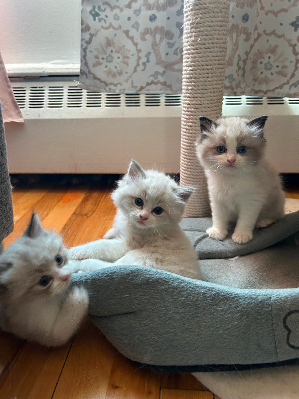 Ragdoll Kittens dans Chats et chatons à adopter  à Ville de Montréal
