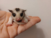 Four different looking sugar glider joeys 2 are ready to adopt.