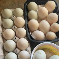 Duck hatching eggs 