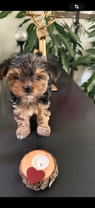morkie puppies, View more