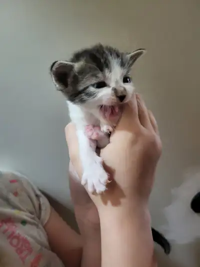 Kittens for sale, View more