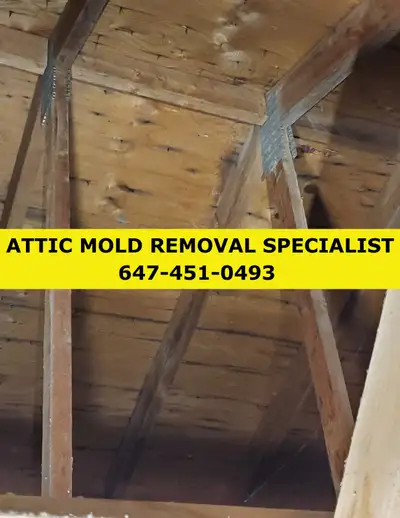 ATTIC MOLD REMOVAL SPECIALIST  $500, (647-451-0493), View more