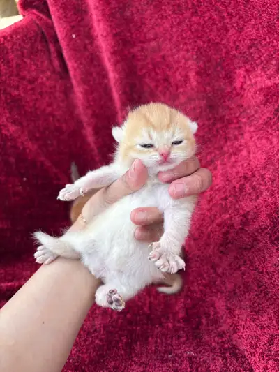 purebred British short hair kittens, View more