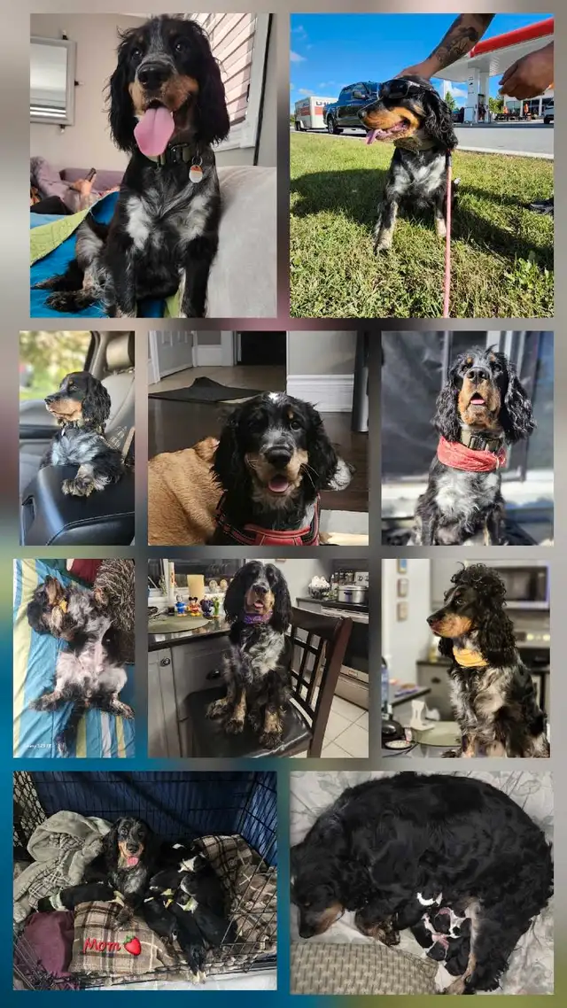 Springer spaniel puppies! The perfect family dogs❤️ in Dogs & Puppies for Rehoming in Hamilton - Image 11