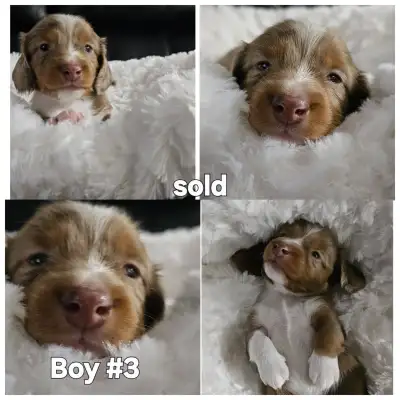 We have only 1 beautiful male miniature dachshund puppy left, and 2 cute girls looking for their for...