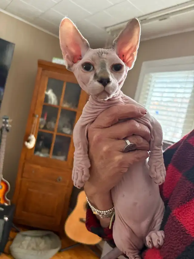 Hairless sphynx kittens in Cats & Kittens for Rehoming in North Bay - Image 3