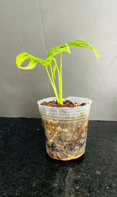 Indoor plant Monstera Adansonii, View more