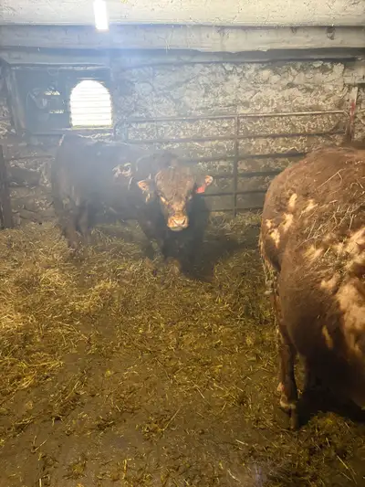 Limousine bulls, View more