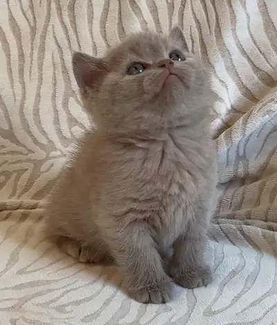 Beautiful Lilac  British Shorthair Baby 12 weeks old, View more